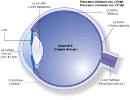 Notions d’anatomie de l’œil pour bien comprendre le fonctionnement