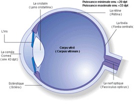 Notions d’anatomie de l’œil pour bien comprendre le fonctionnement Notions d’anatomie de l’œil pour bien comprendre le fonctionnement